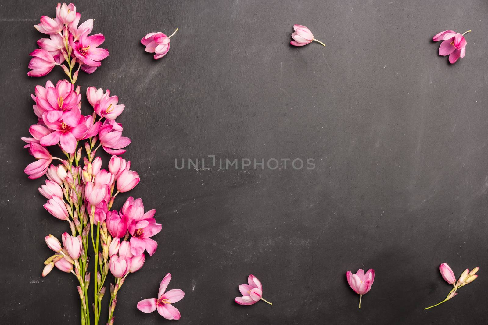 Fresh pink flowers on dark slate table. Top view with copy space