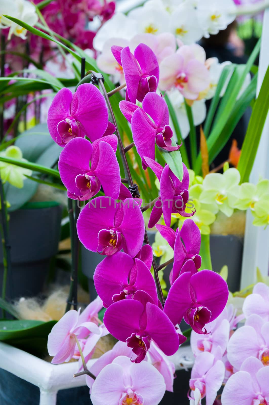 Beautiful purple violet blooming orchid flowers in macro.