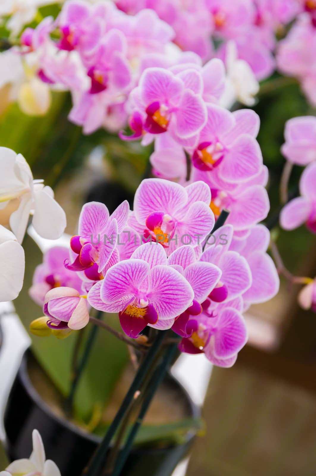 Beautiful pink blooming orchid flowers in macro by Eagle2308