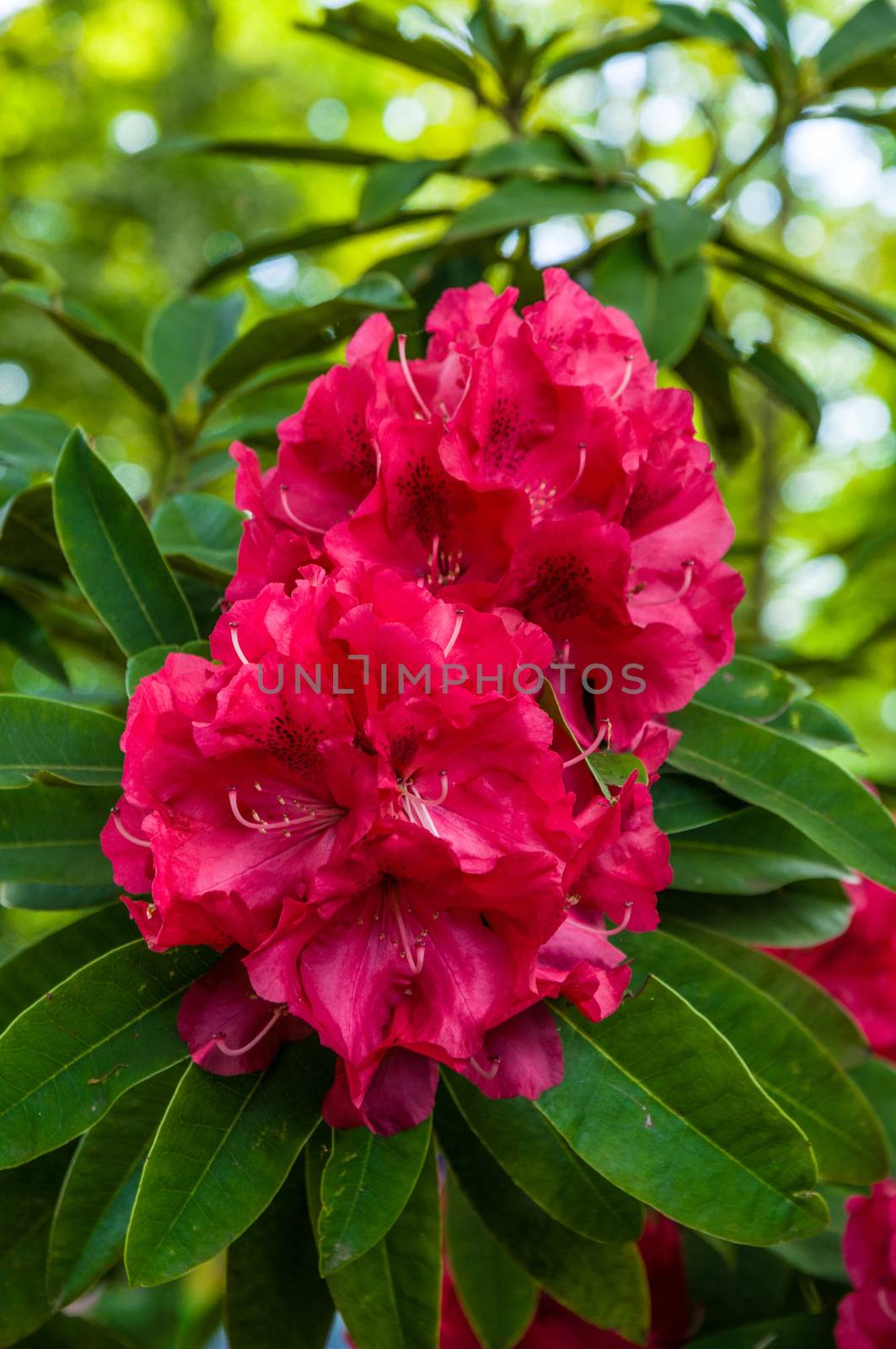 Pink beautiful Rhododendron flower blooming Rhododendron scabrum.