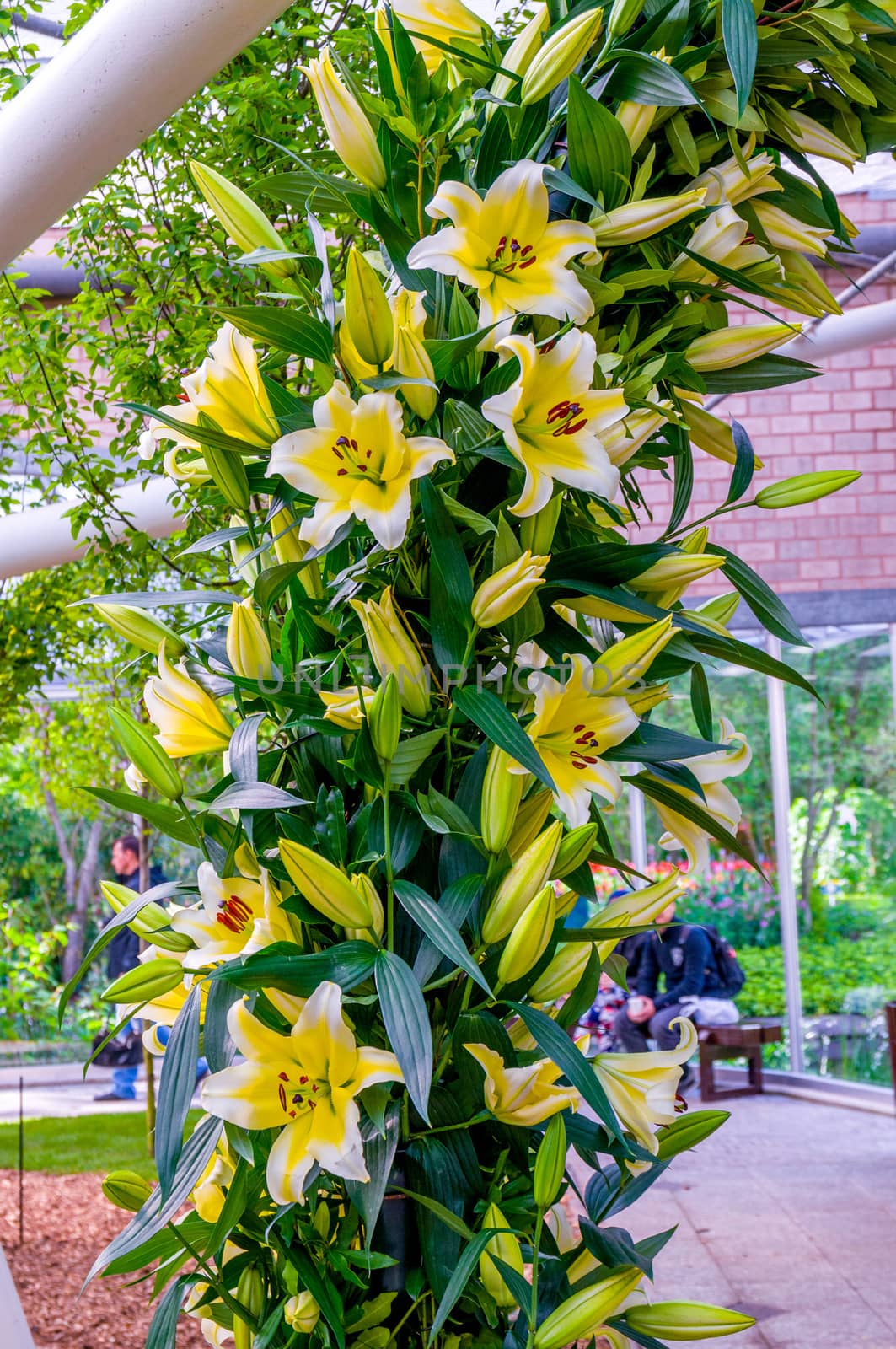 Yellow white lilies, Keukenhof Park, Lisse in Holland by Eagle2308