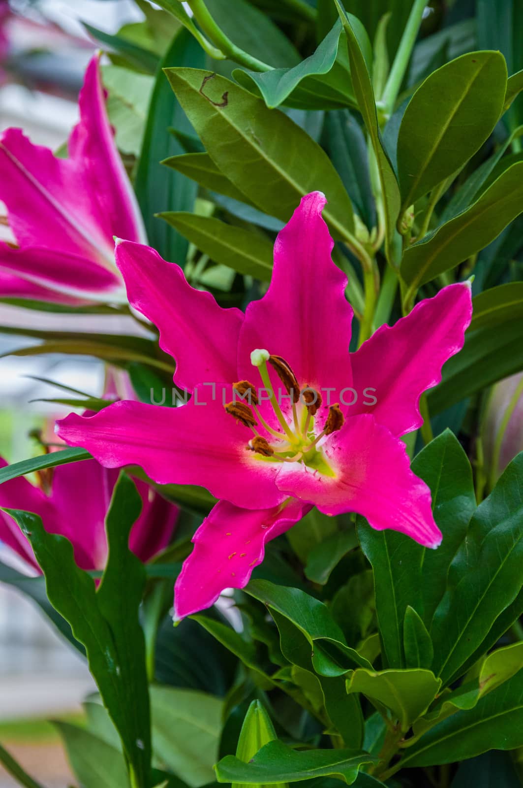 Beautiful pink lily in macro, Keukenhof Park, Lisse, Holland by Eagle2308