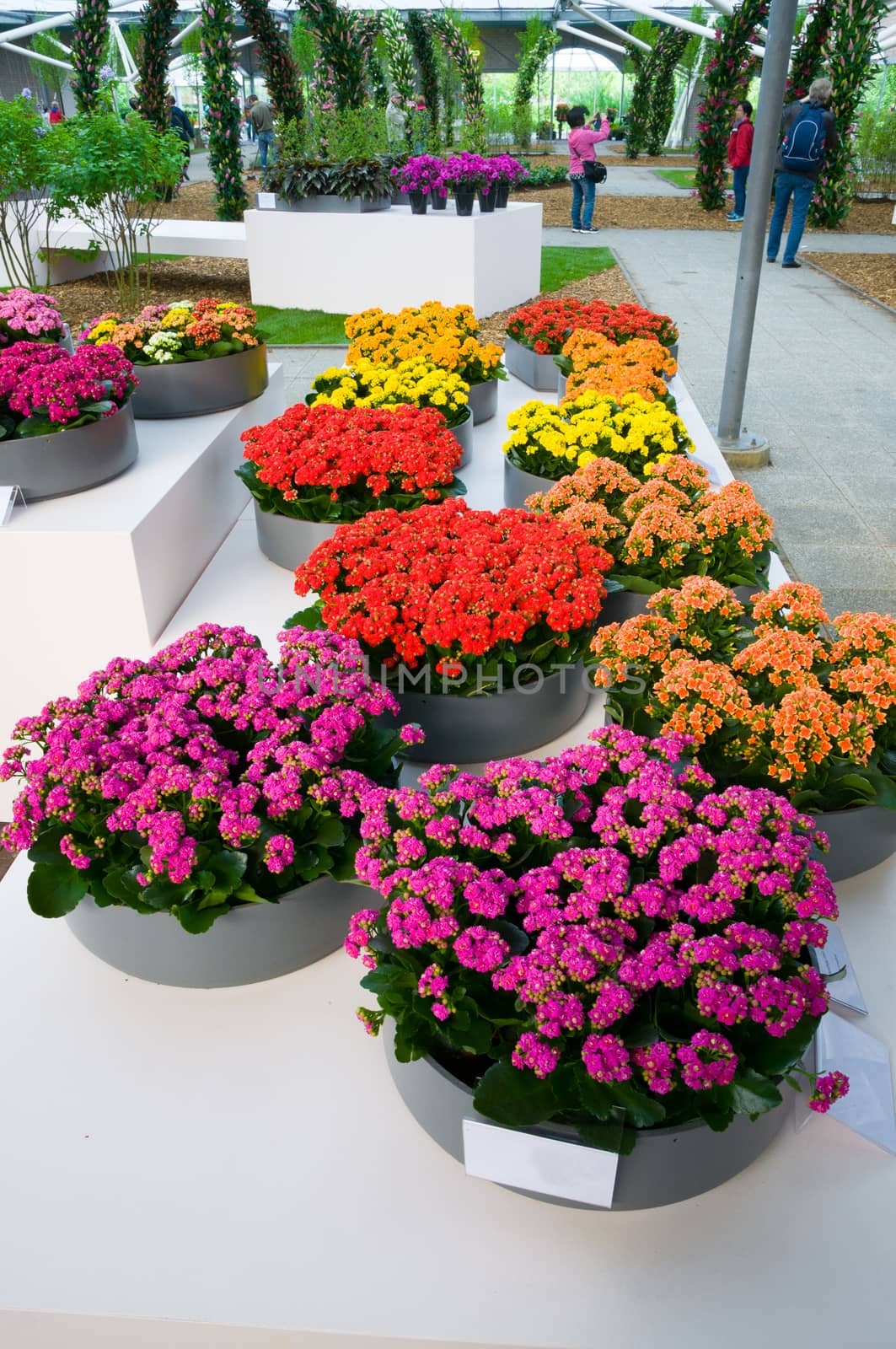 Blooming pink, orange and yellow Kalanchoe in Keukenhof Park, Lisse in Holland.