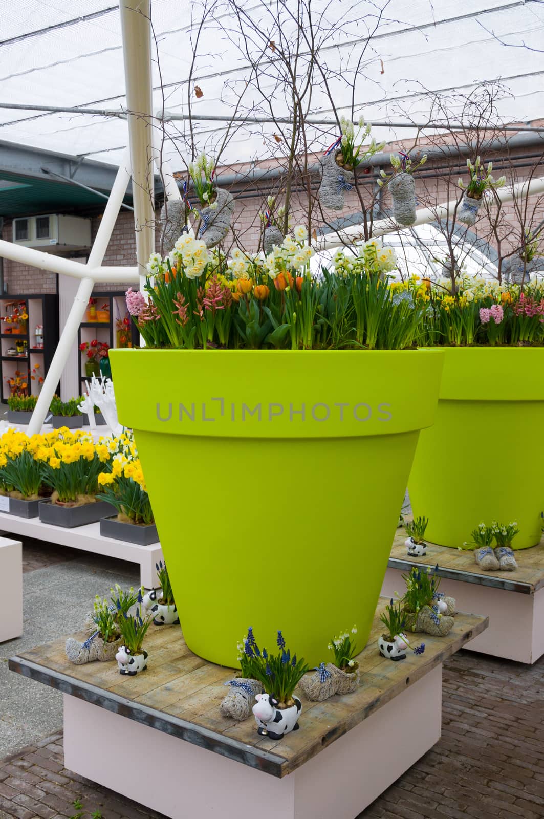 White and yellow daffodils, tulips in green pot, Keukenhof Park, Lisse, Holland by Eagle2308