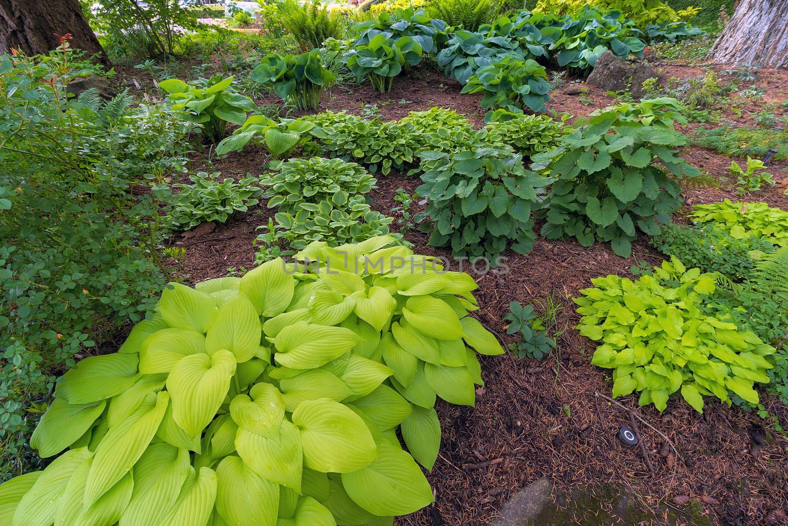 Hostas Variety in garden landscaping during spring season