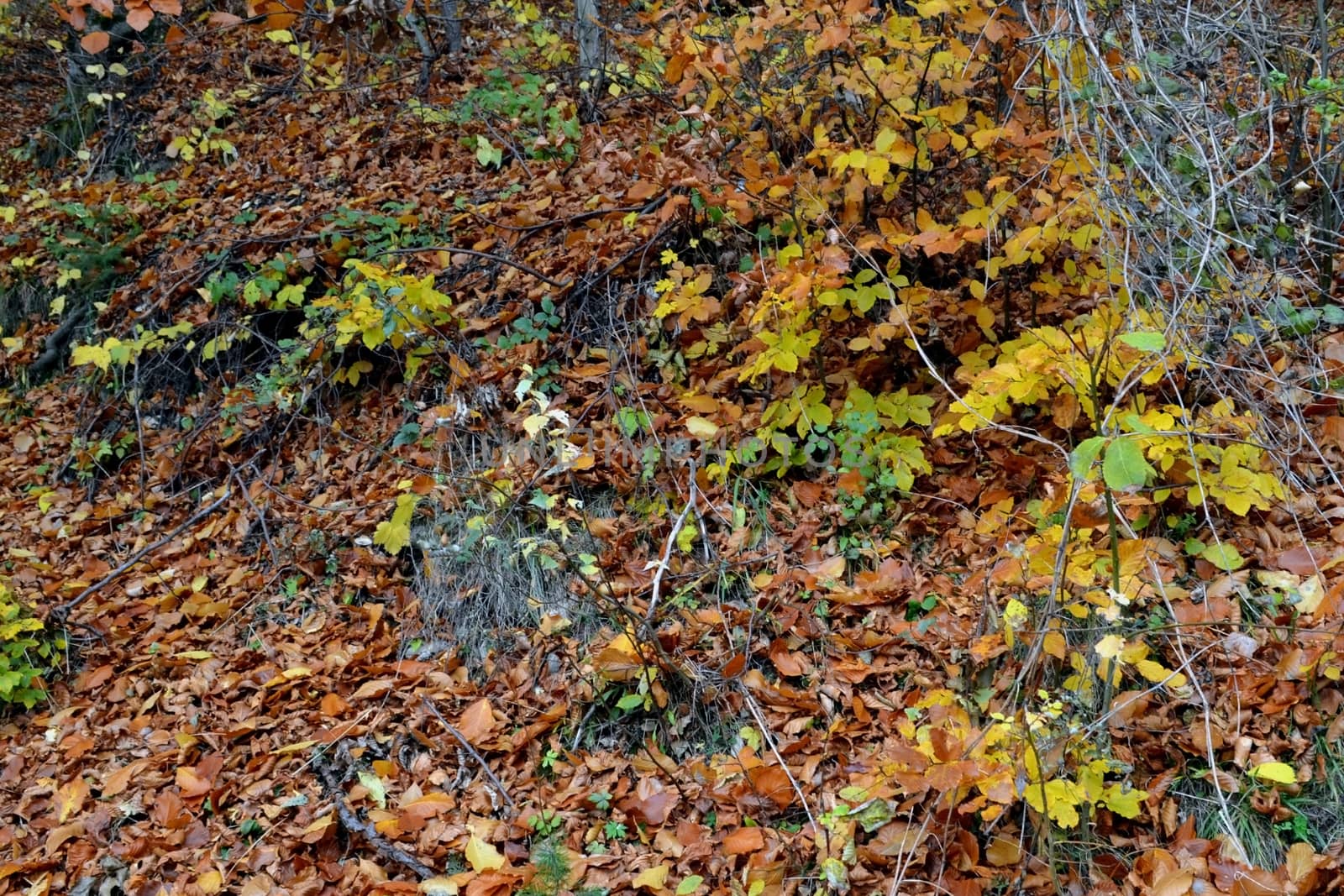 Dried leaves the valleys and hills.
Fall colored leaves of autumn rains.