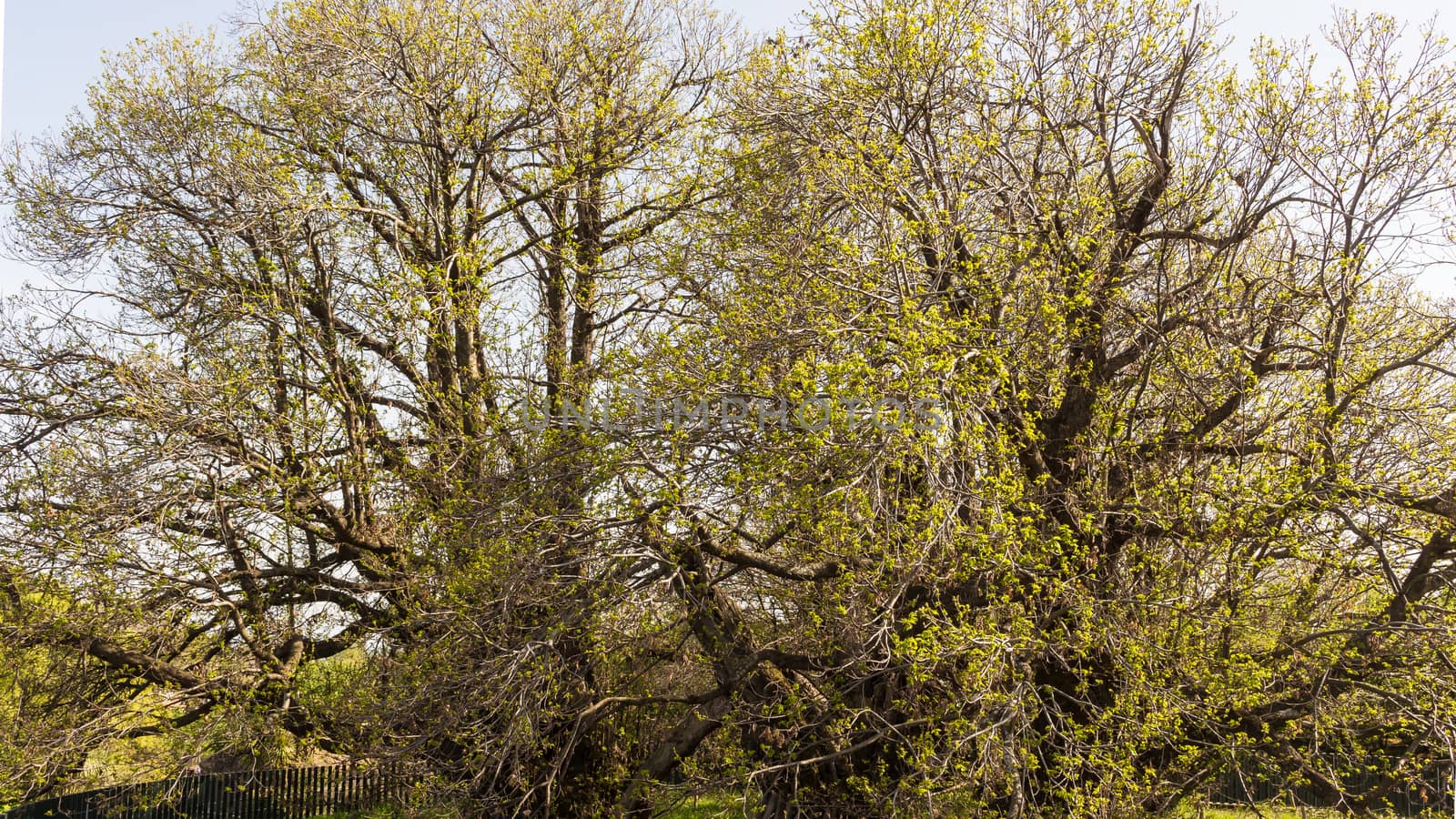 View of millennial chestnut tree located in Sicily - Italy