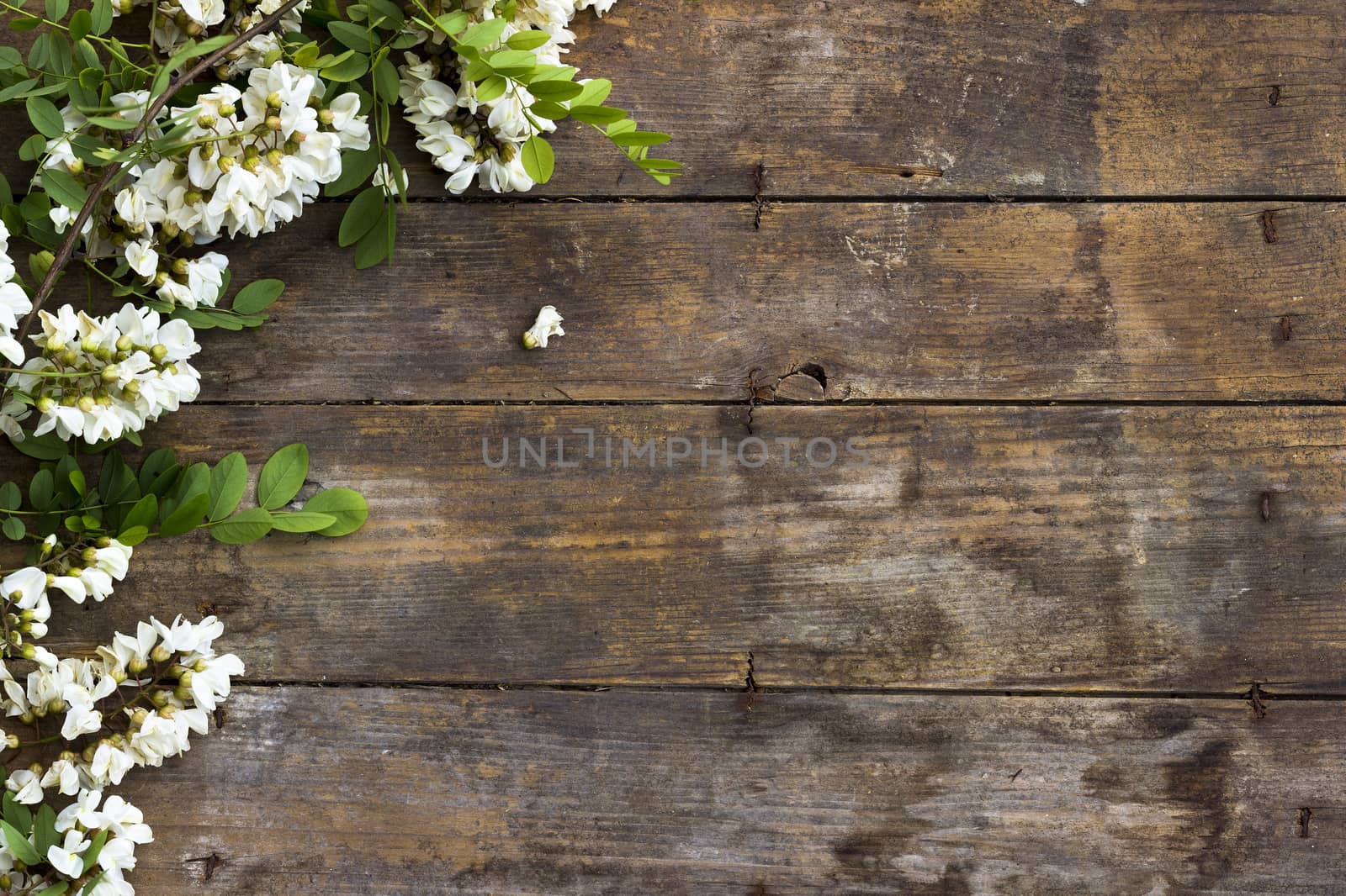 Acacia flower on the old wooden background