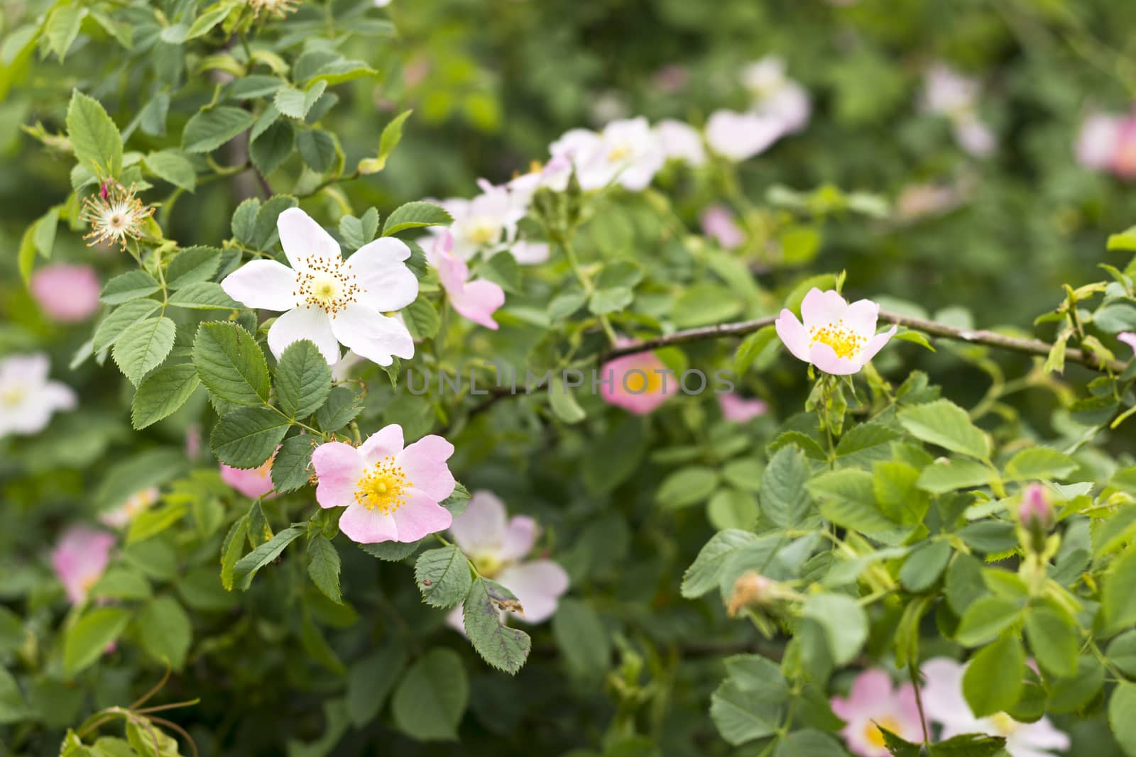 Flowers of wild rose (dog-rose) growing in nature. Selective focus