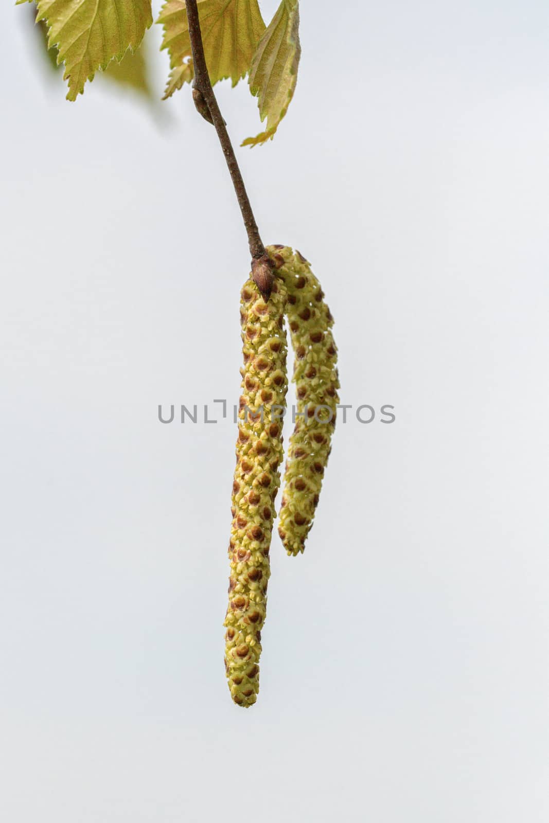 Catkins of hazel, highly allergenic pollen