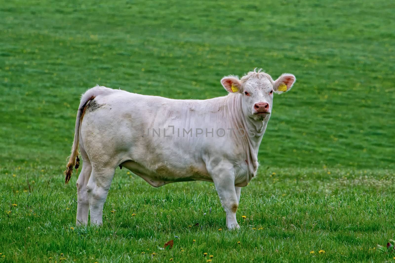 Portrait of white cow on pasture
