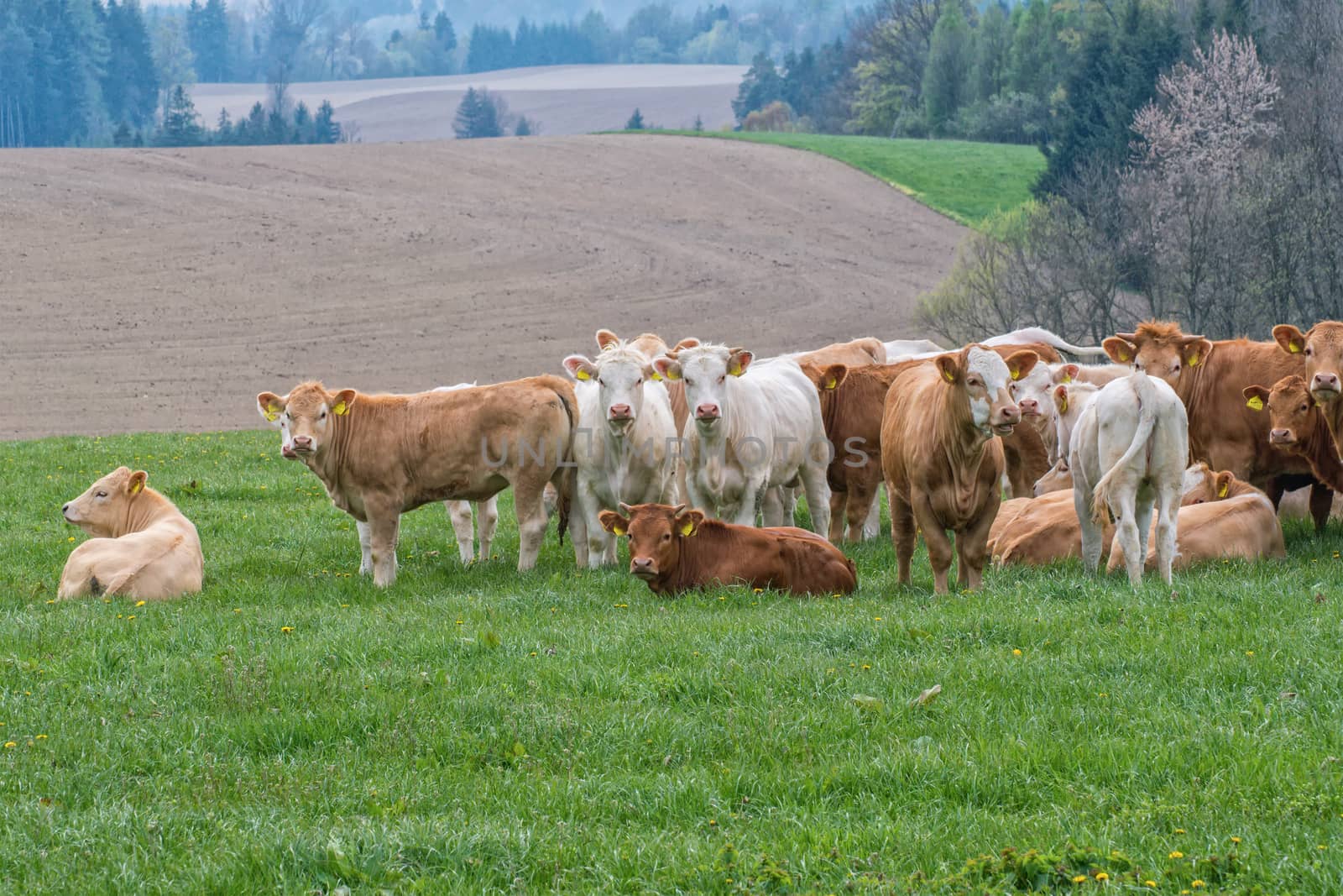 Herd of cows on pasture in the mountains