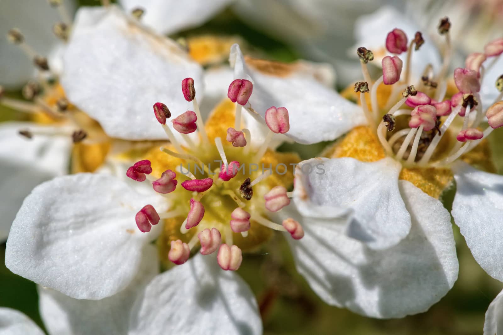 Flowers of the tree branch plum blossoms with blue background
