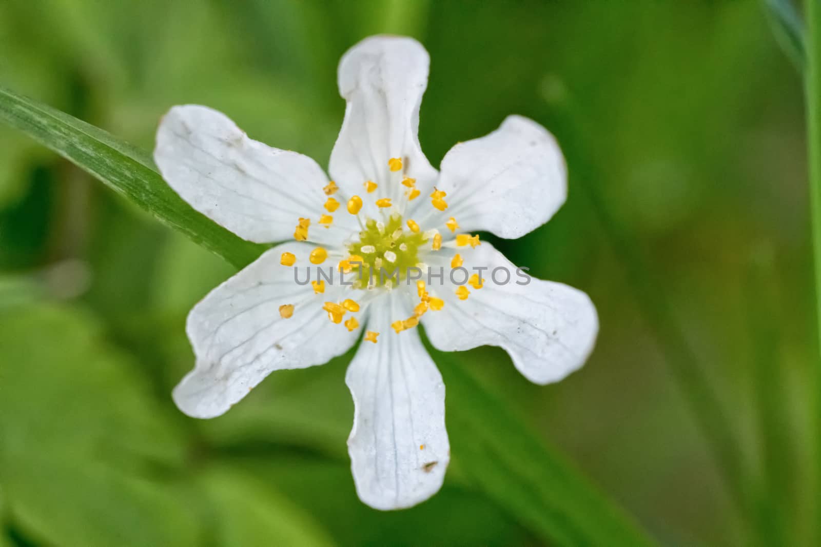 Nice white flower with blurred green background