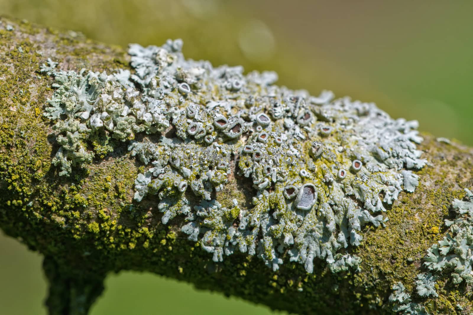 Detail of lichen on a twig of the tree with a blurred background
