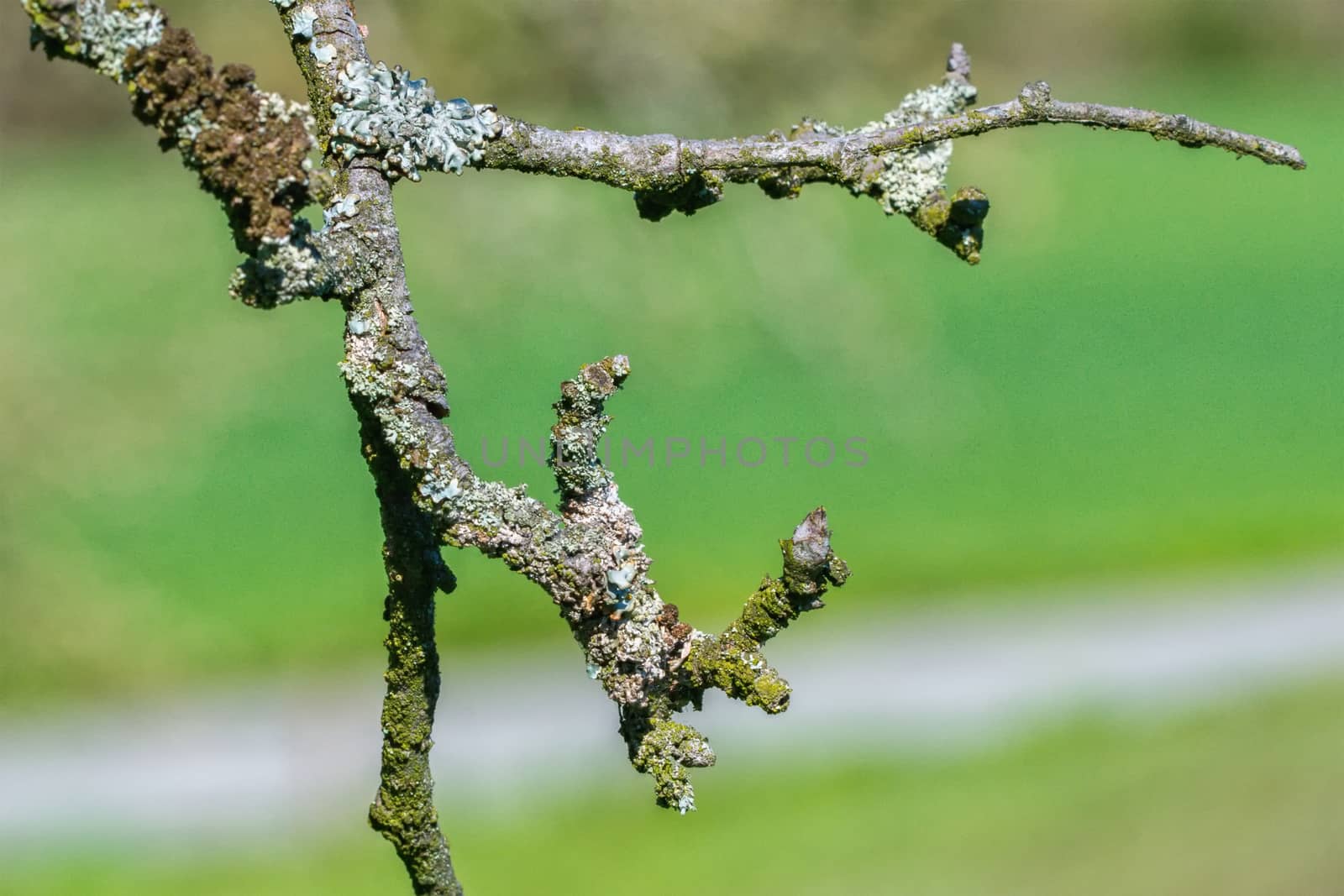 Detail of lichen on a twig of the tree with a blurred background