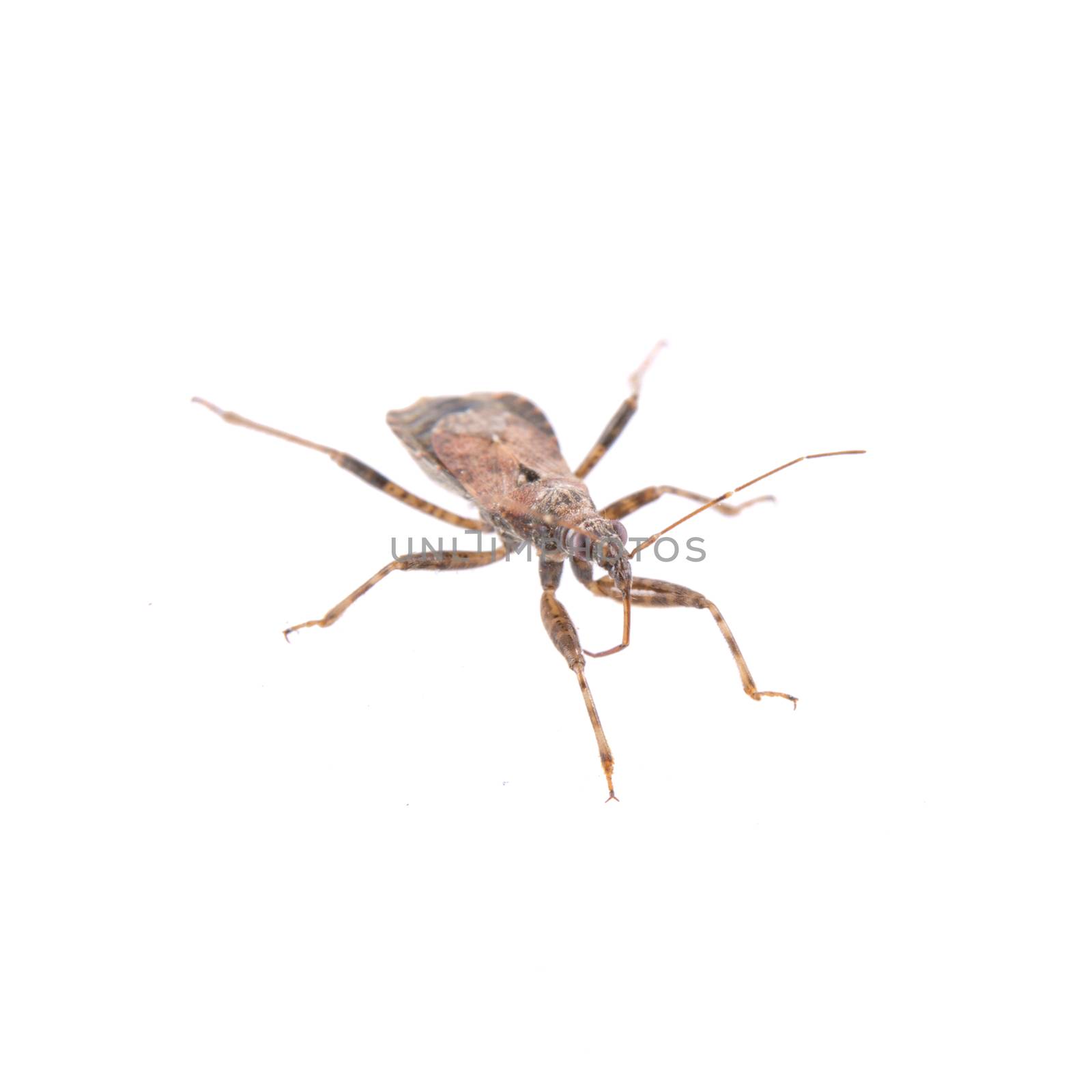Brown kissing bug isolated on a white background