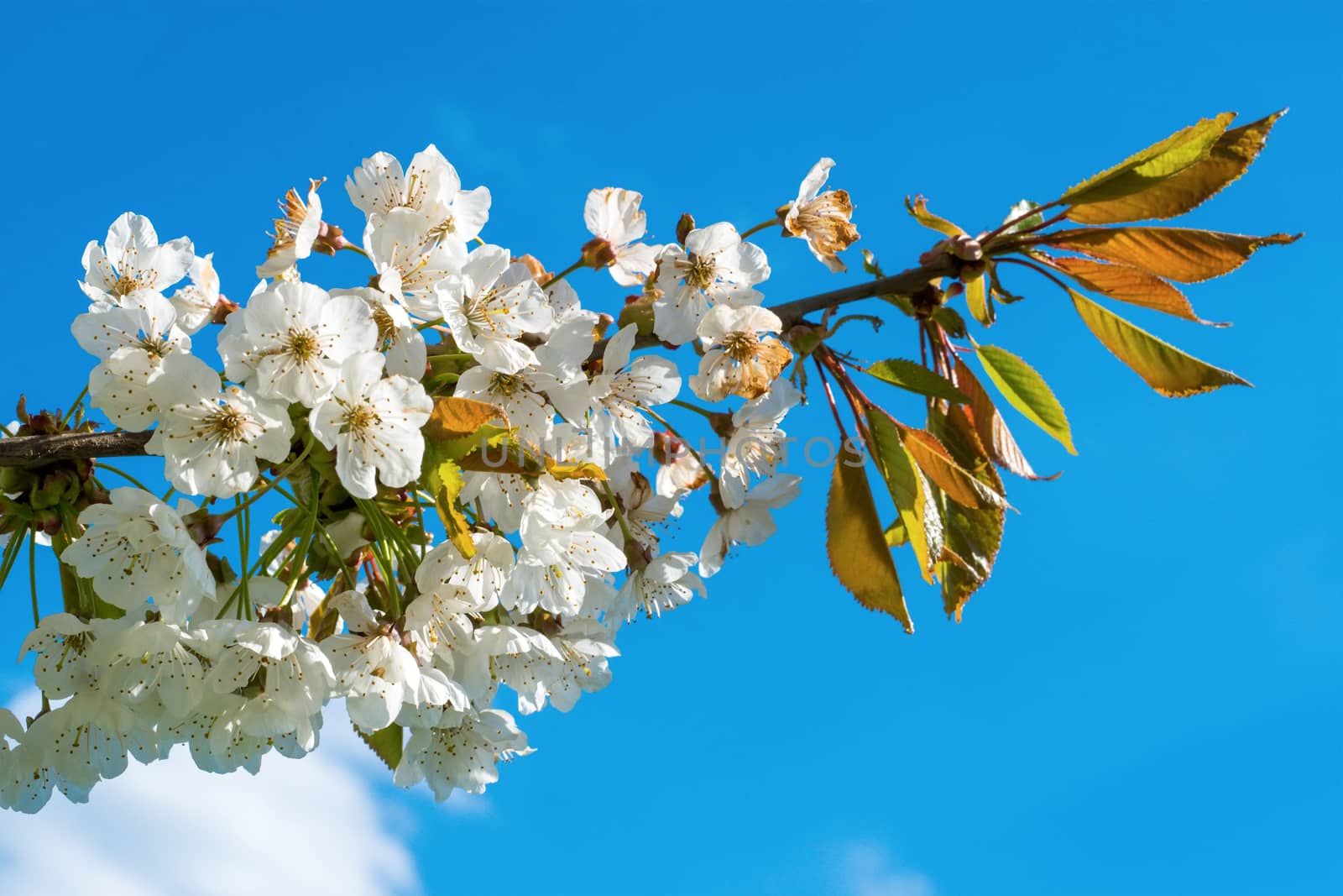 Flowers of the tree branch plum blossoms with blue background