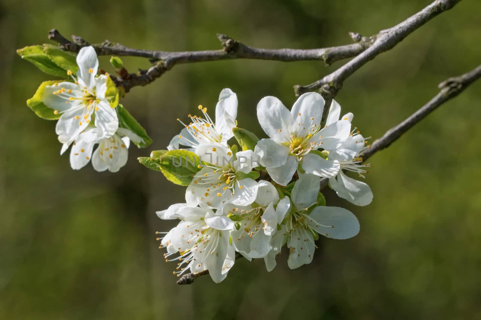 Flowers of the tree branch plum blossoms with blue background