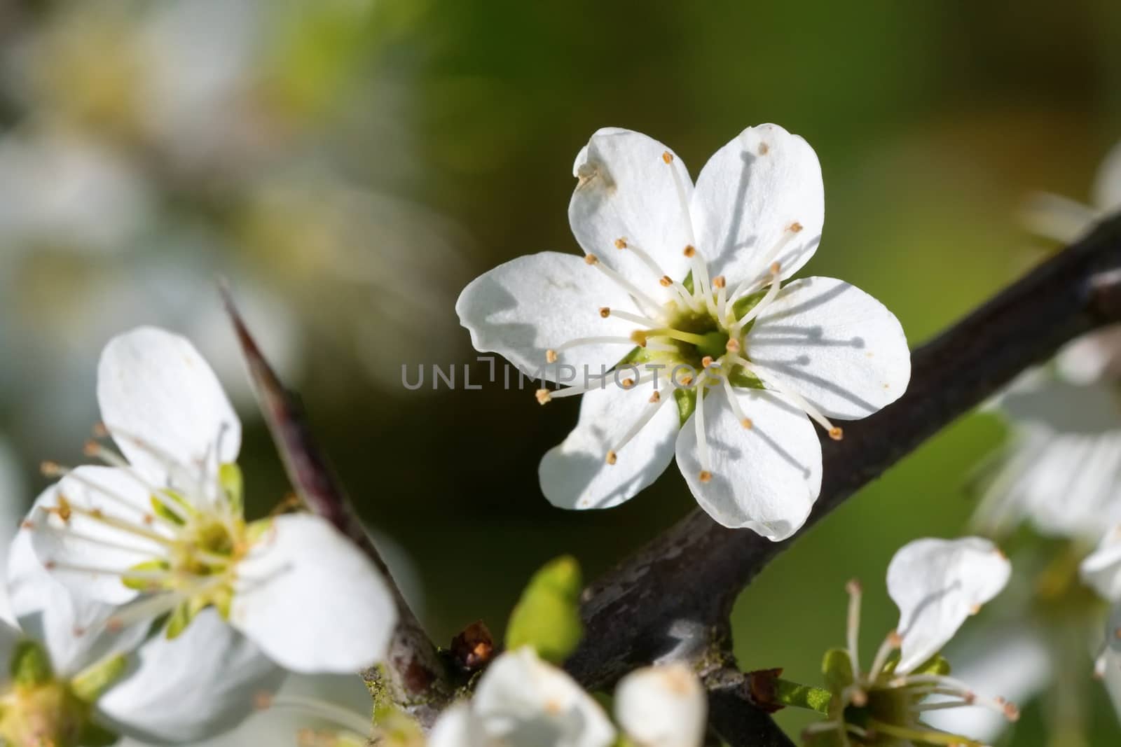 Flowers of the tree branch plum blossoms with blue background