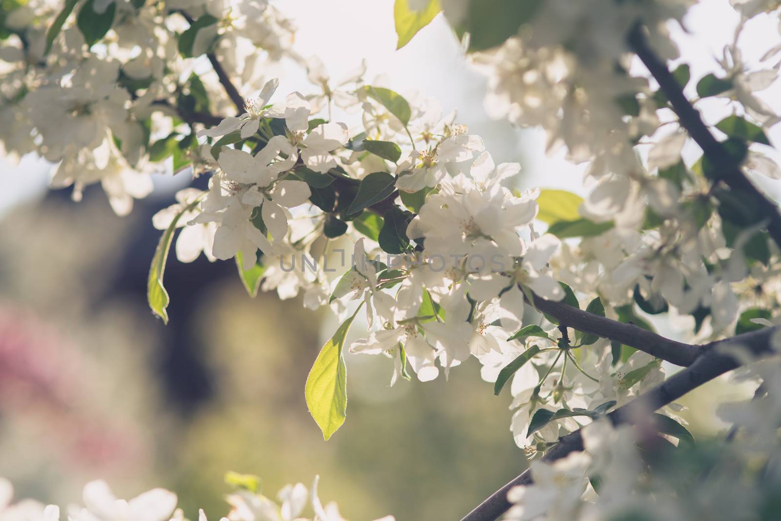 apple tree flower blossom  in  garden with sun rays and bokeh by skrotov