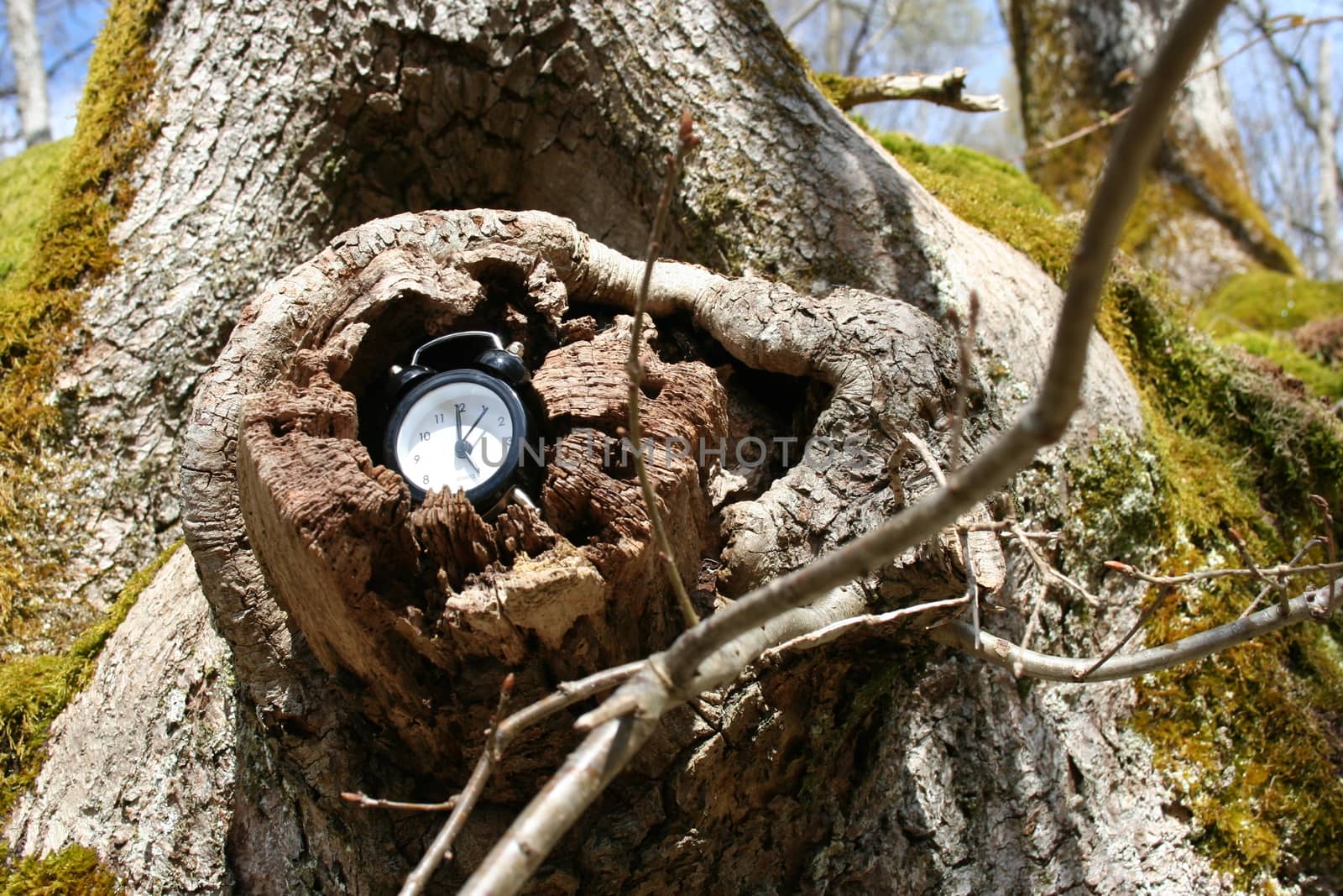 nature clock by elin_merete