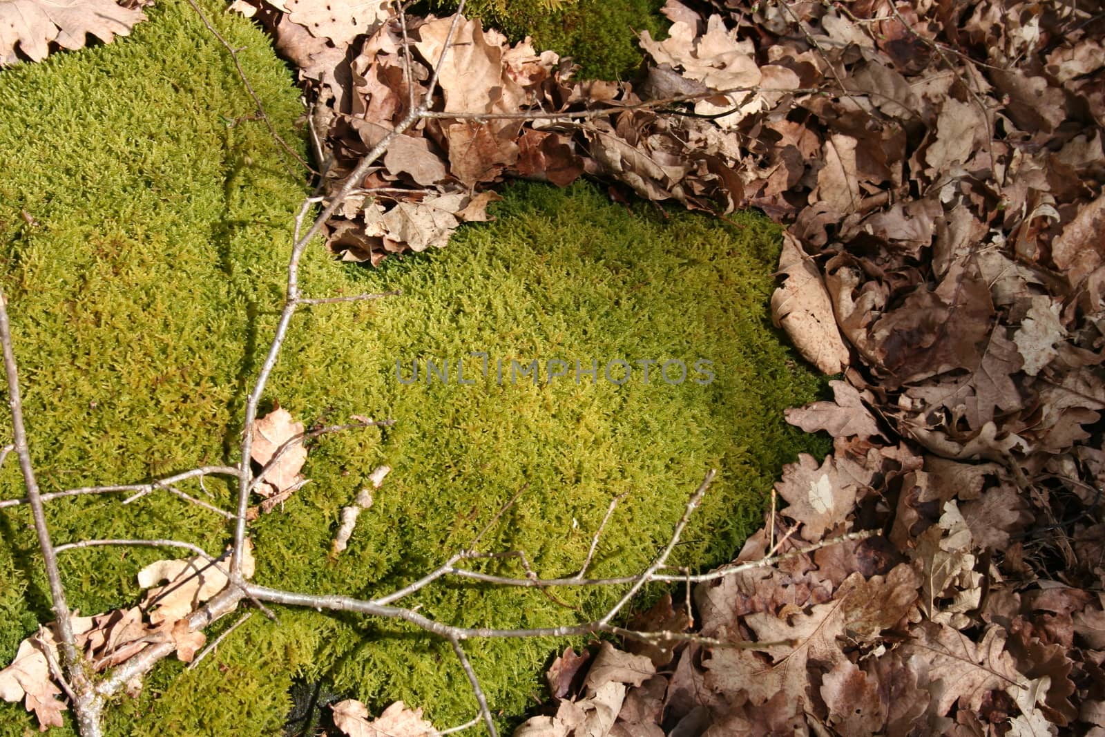 natural heart by elin_merete