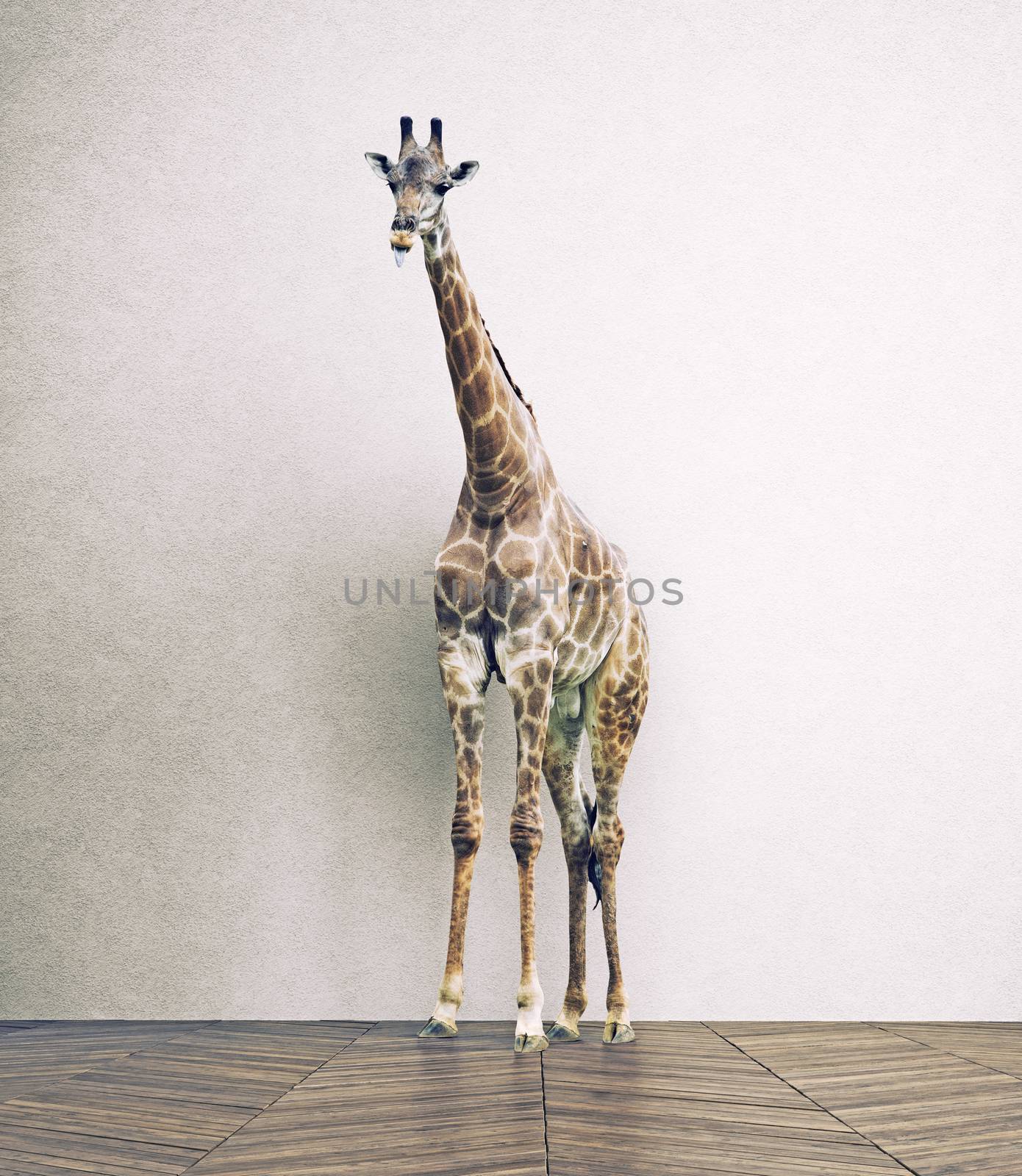 the giraffe baby  in the white room. Photo combination concept