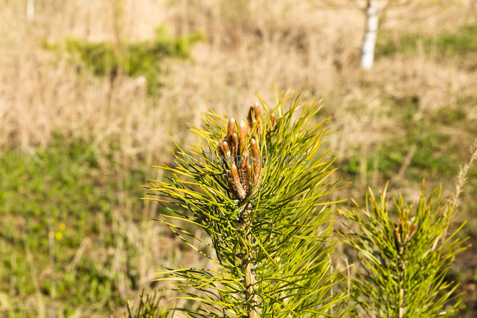 fresh needle leaves on pine branch at spring