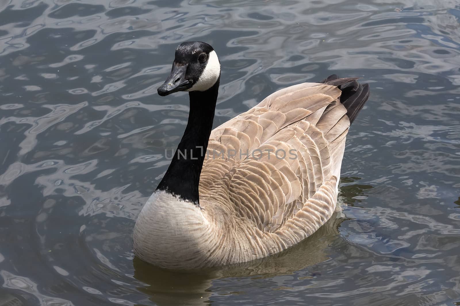 Canada Goose swimming in a lake full body portrait