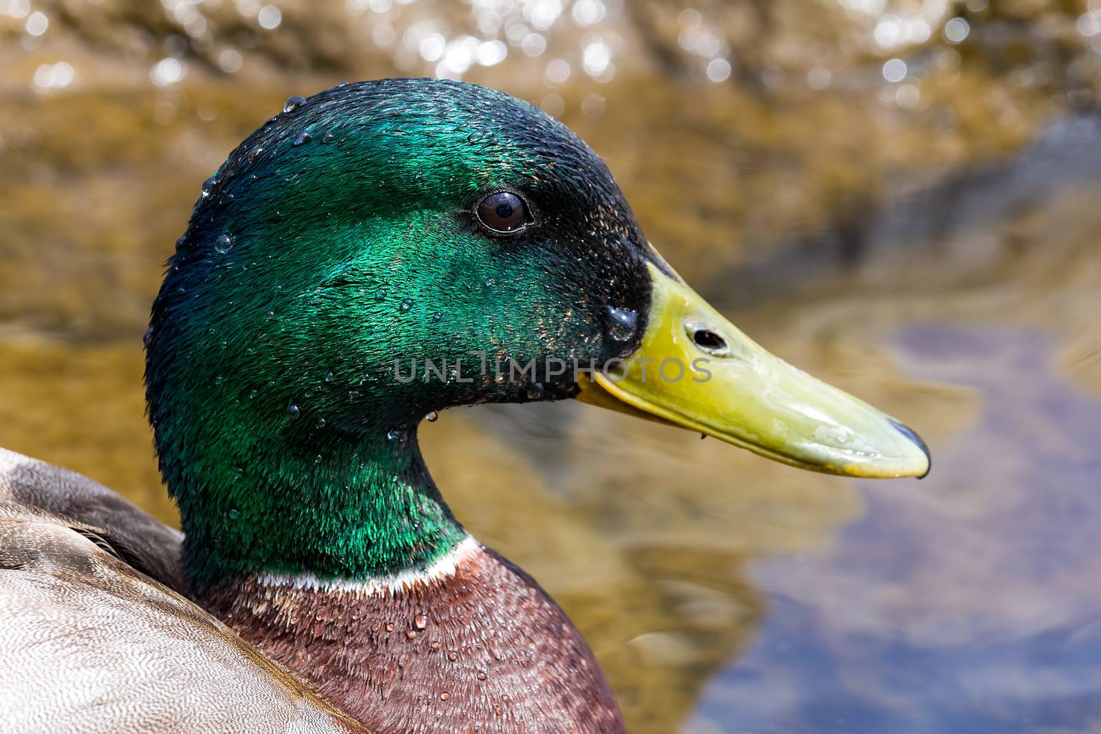 Mallard Drake male duck closeup portrait