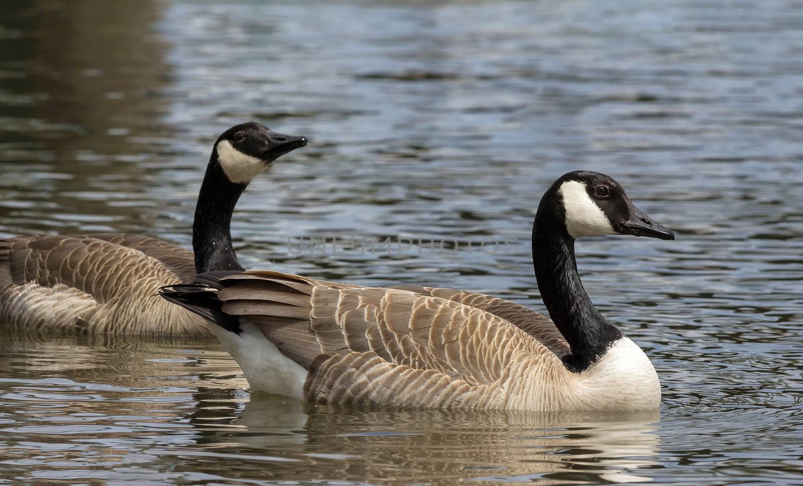 Canada Geese pair swimming in lake at Crystal Springs Rhododendron Garden in Portland Oregon