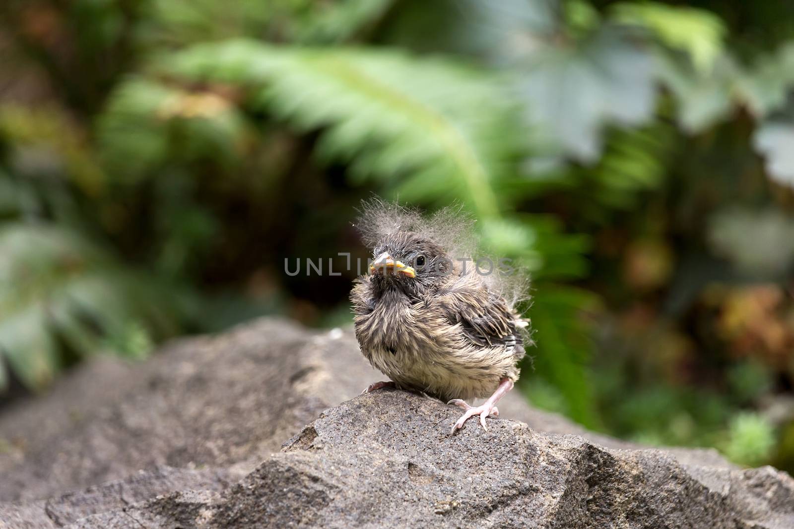 Dark-eyed Junco bird baby chick perched on a rock in Oregon