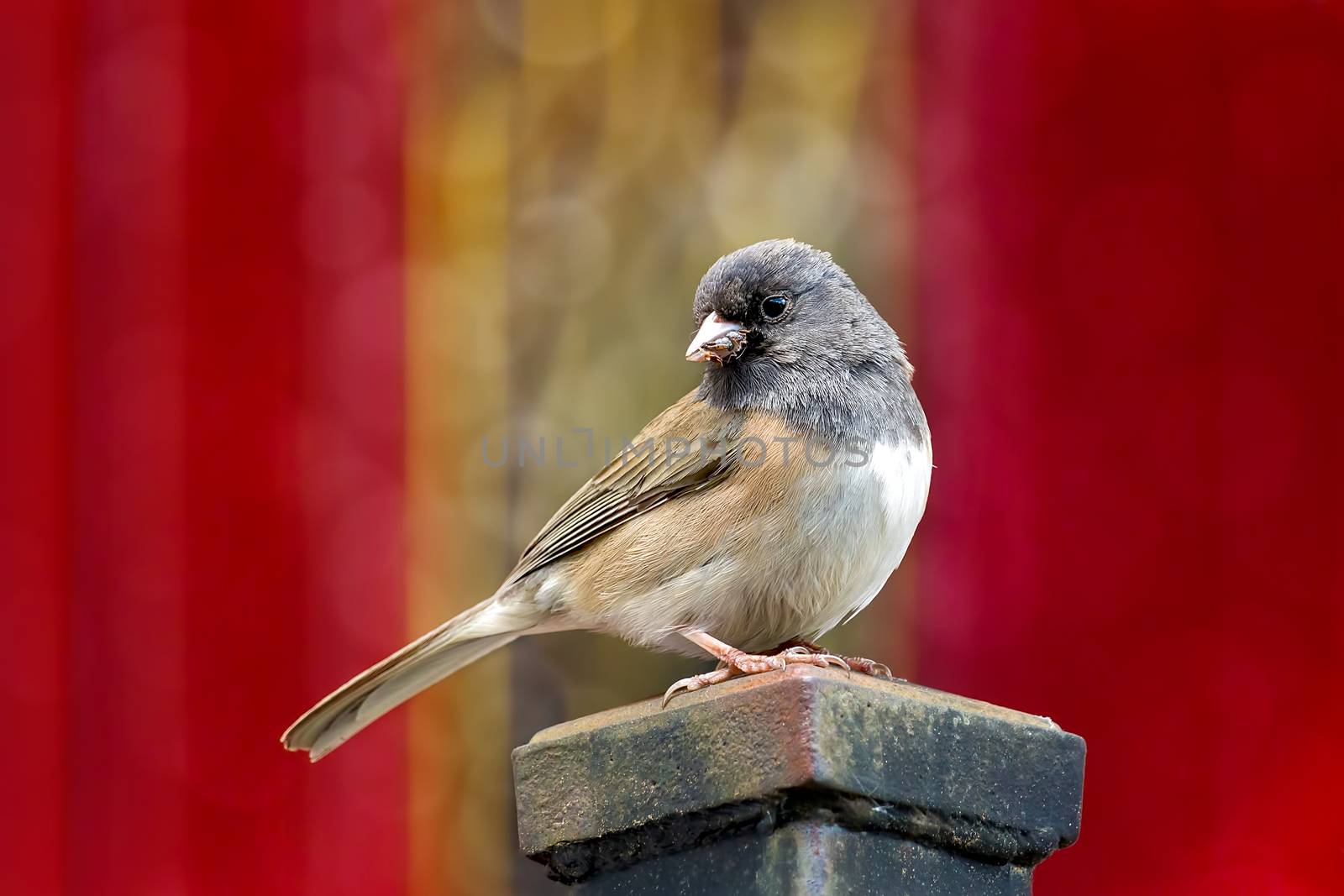 Dark-eyed Junco male bird perched on a pole in Oregon