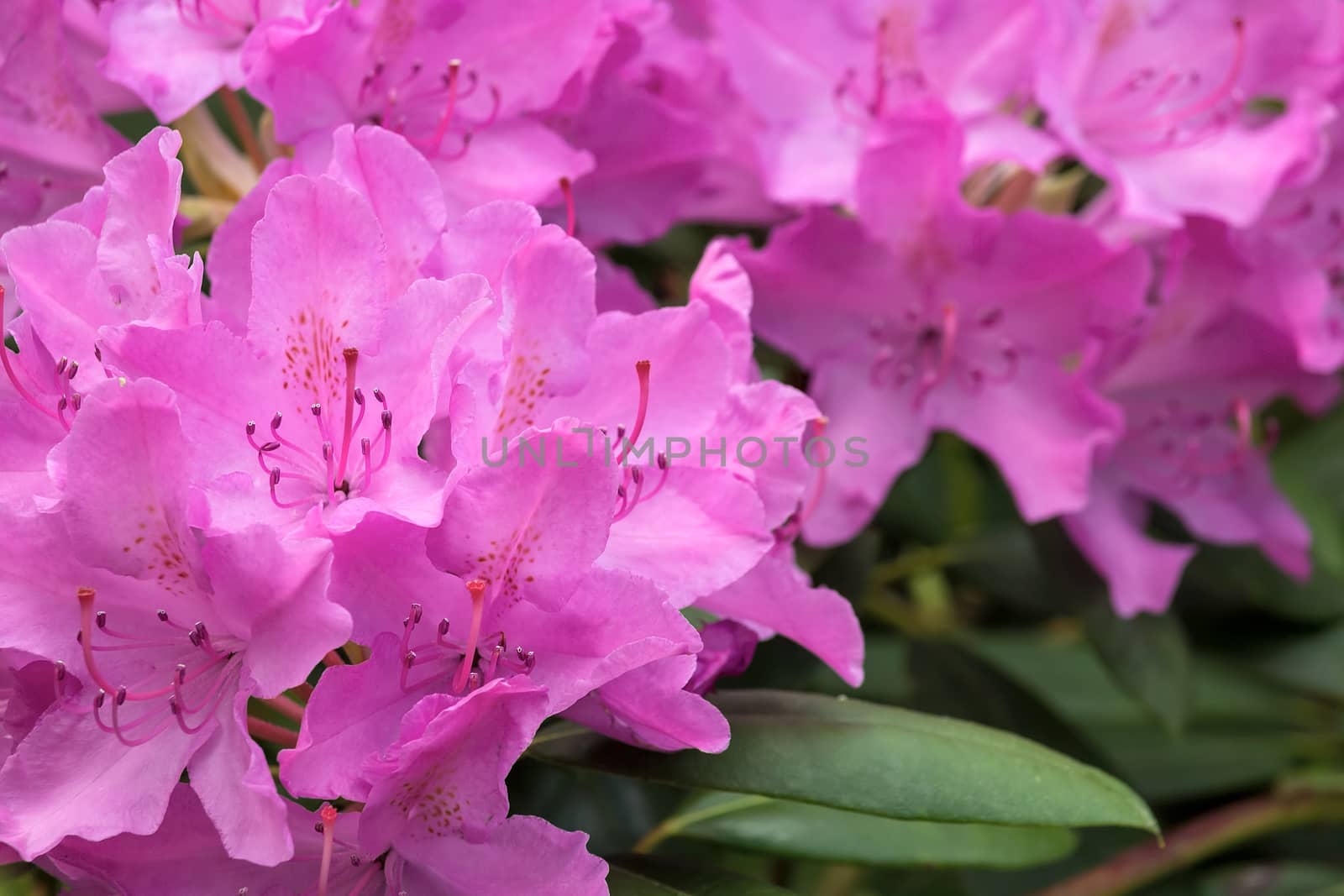 Pink Rhododendron Flowers in Bloom by jpldesigns