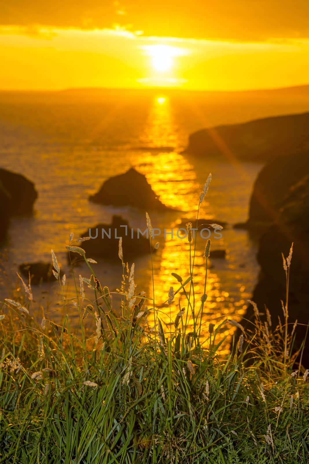 beautiful sunset over the coastal rocks with wild tall grass on the wild atlantic way