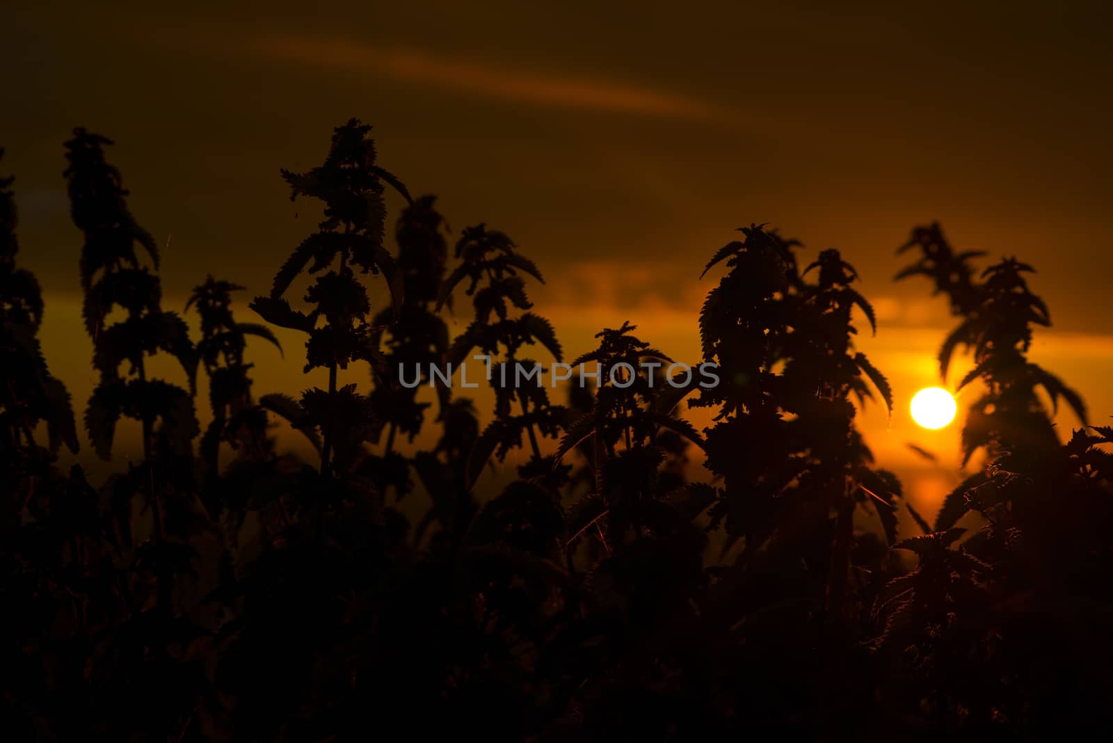 beautiful sunset through the wild nettles by morrbyte