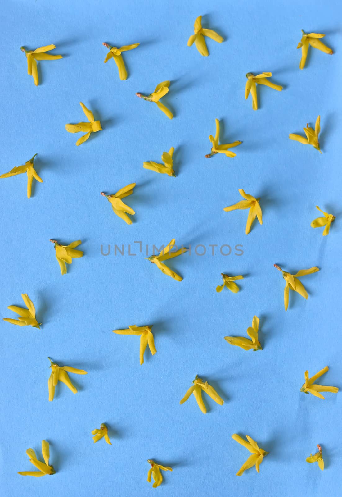 Yellow spring forsythia flowers isolated on blue background