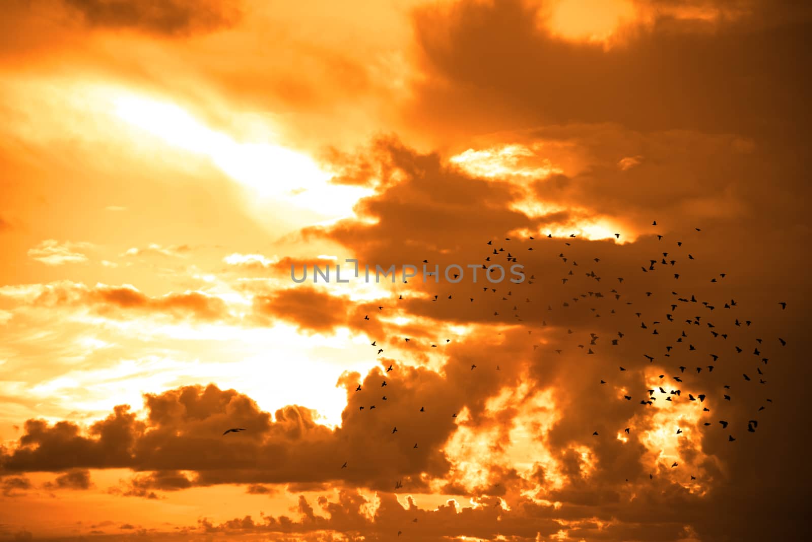 flocks of starlings flying into a dark yellow sunset sky by morrbyte