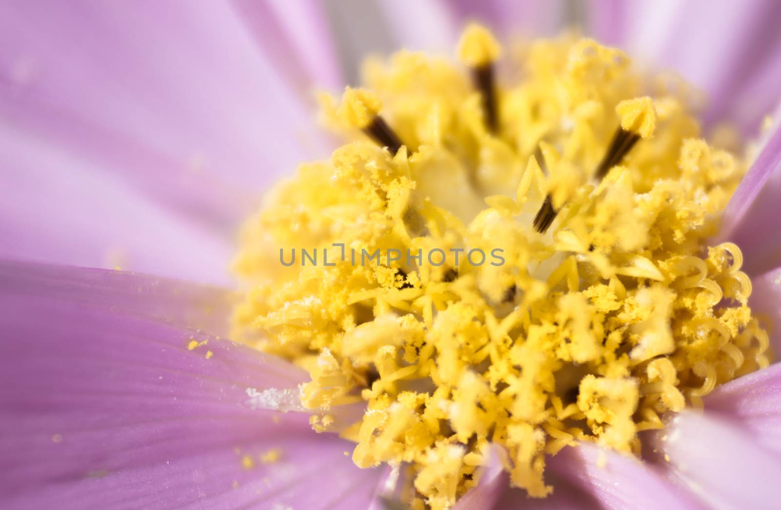 Pink flower with yellow pollen by stockbp