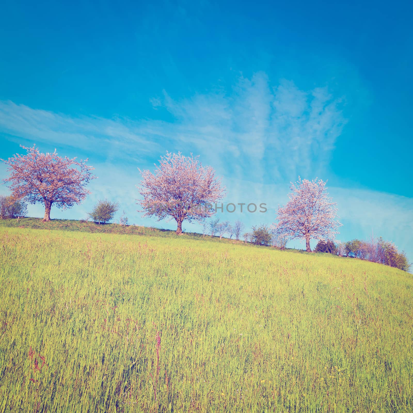 Flowering Trees Surrounded by Sloping Meadows in Switzerland, Instagram Effect