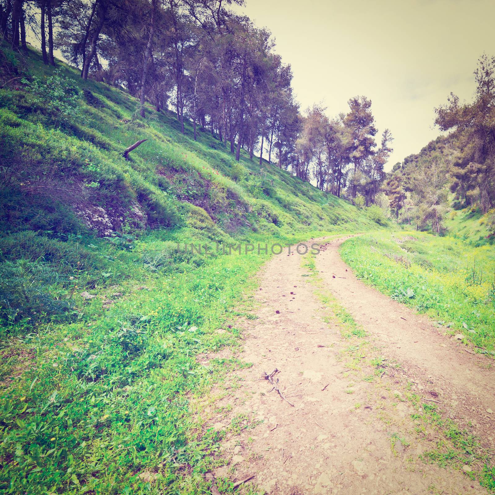 Dirt Road in the Forest of Galilee, Instagram Effect