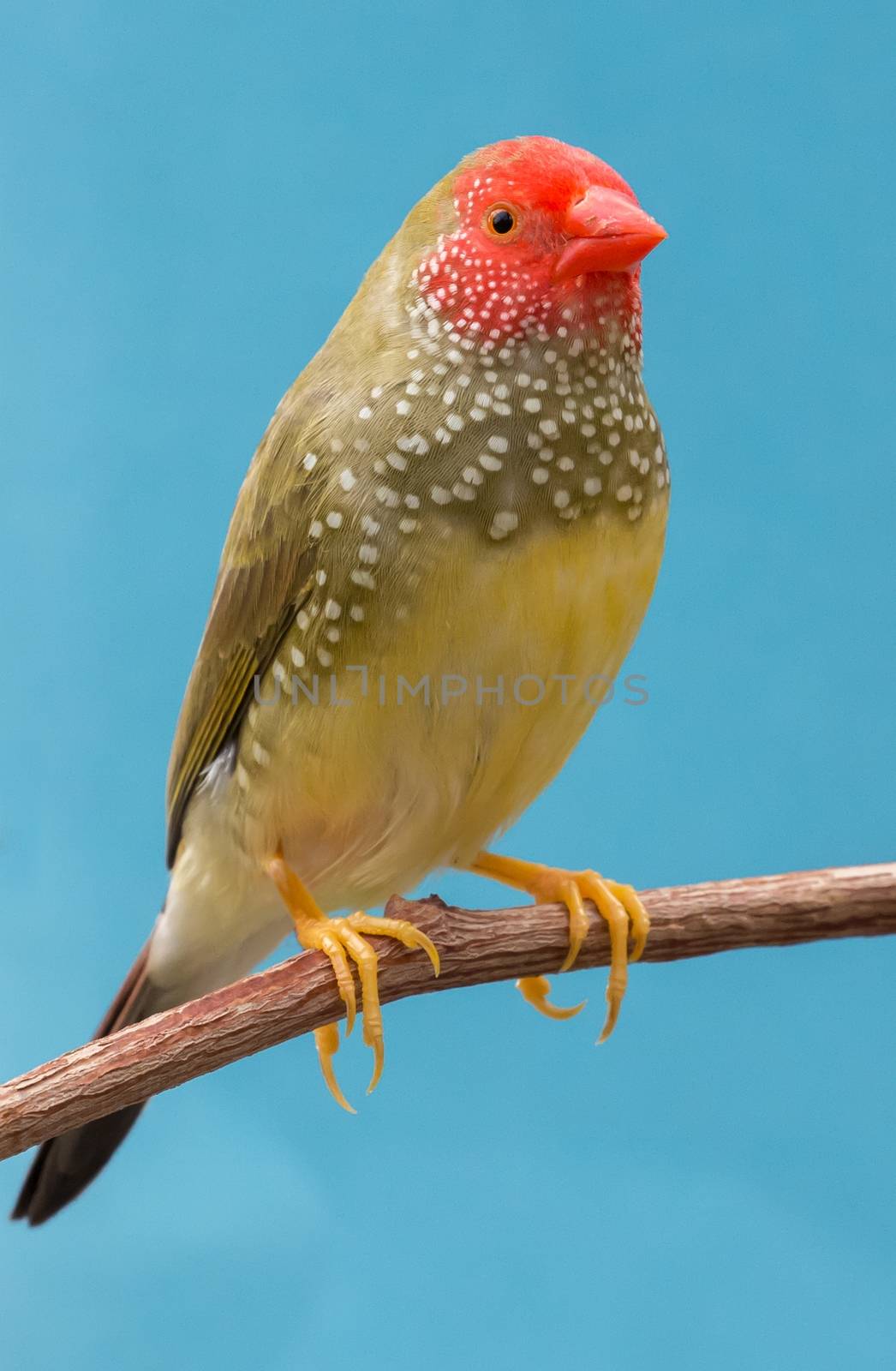 Beautiful star finch bird from Australia