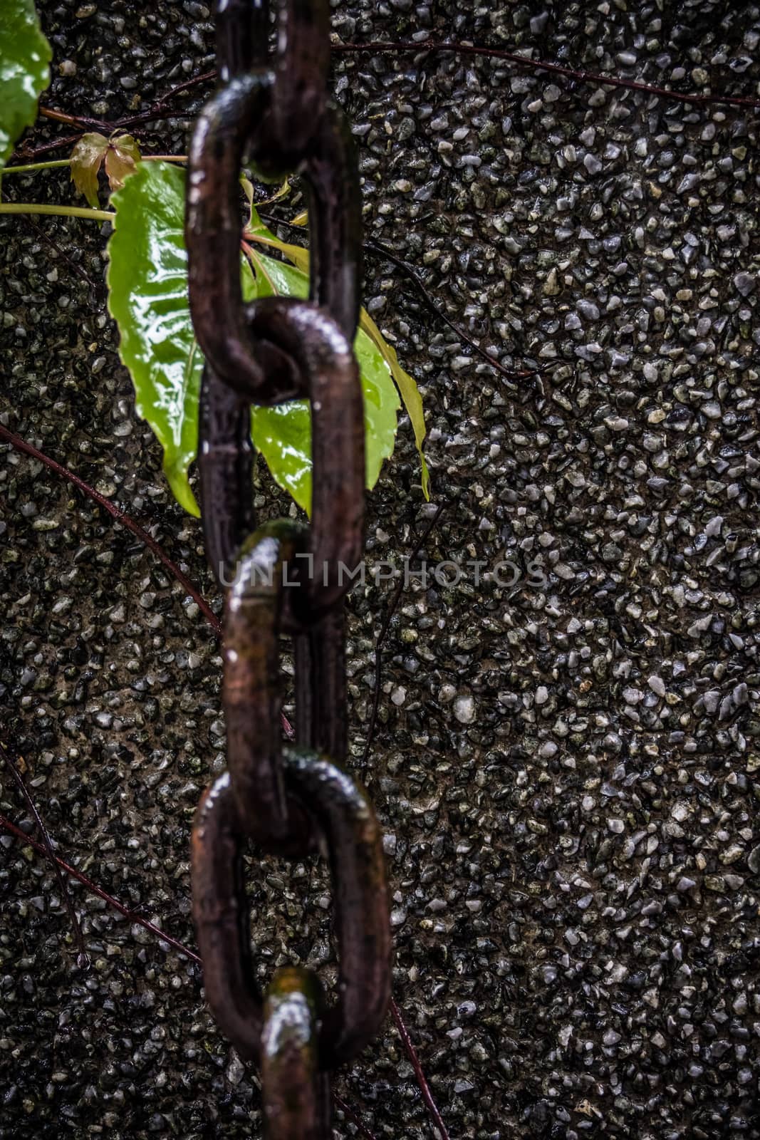 Chain hanging down wall next to leaves