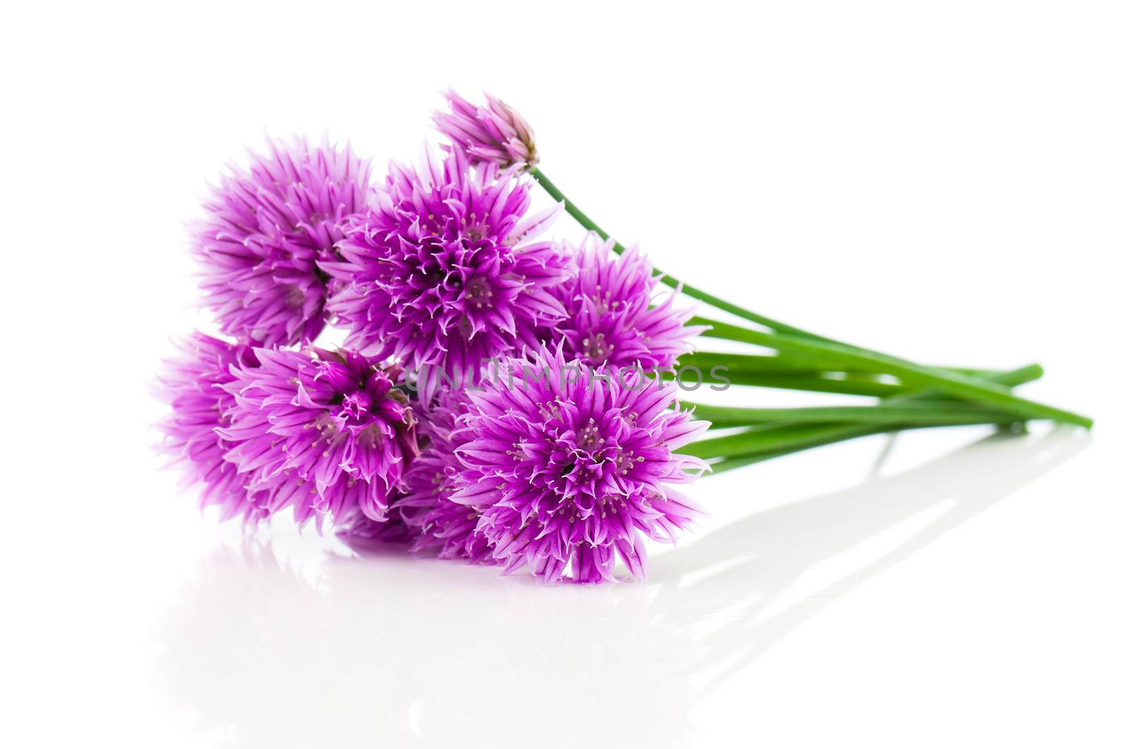 bunch Flowering onions isolated on white background by motorolka