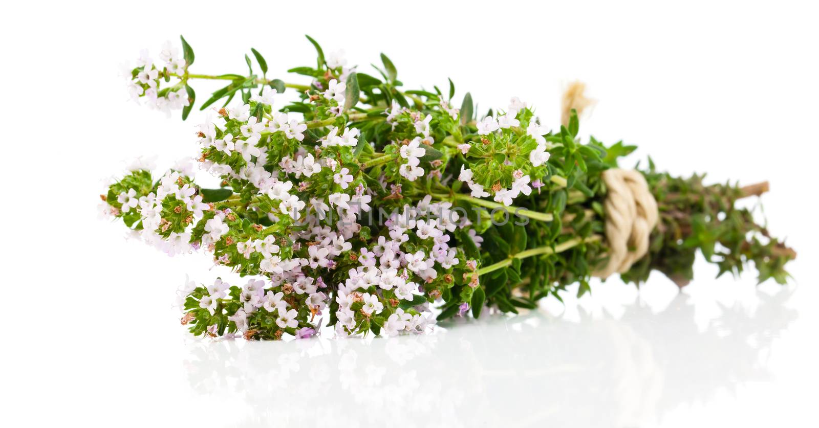 Thyme isolated on white background. by motorolka