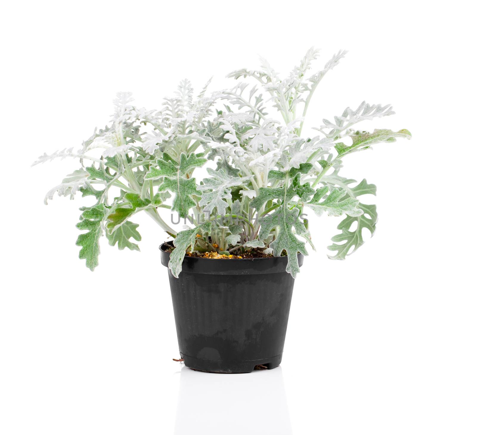 Jacobaea maritima or silver ragwort plant by motorolka