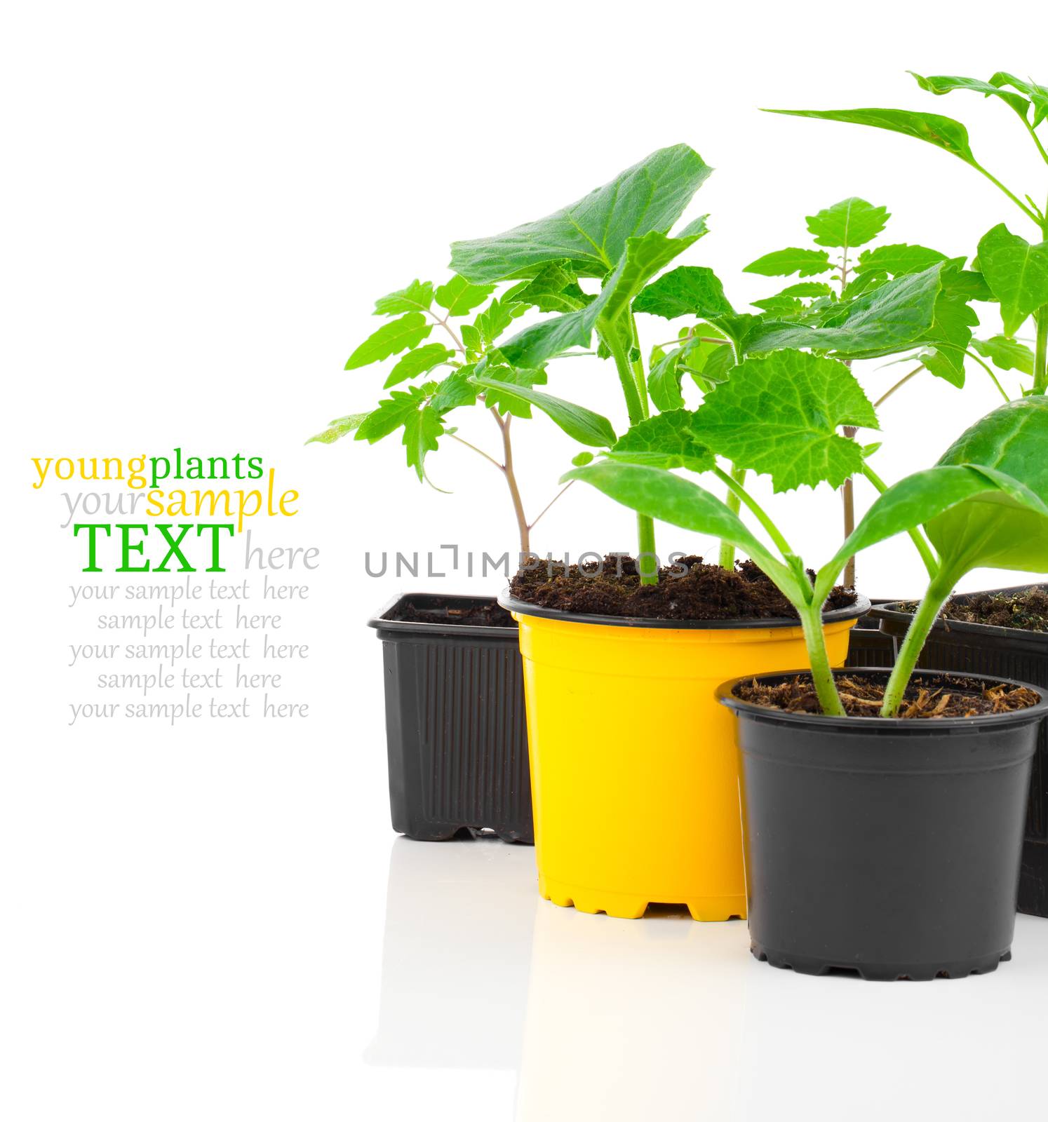 Young seedlings of vegetables ready for planting, in a pot, on white background