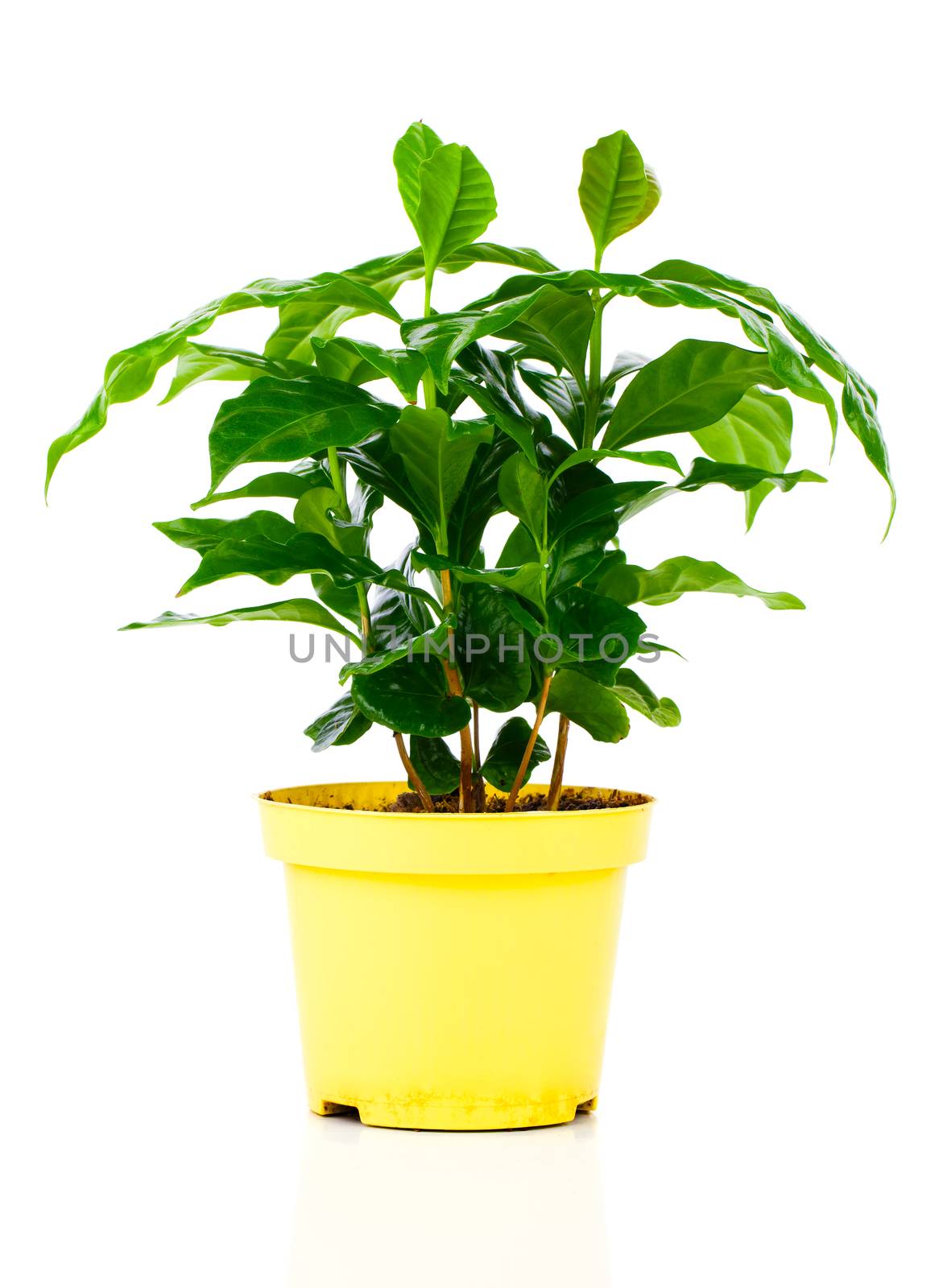 coffee plant tree on a white background by motorolka