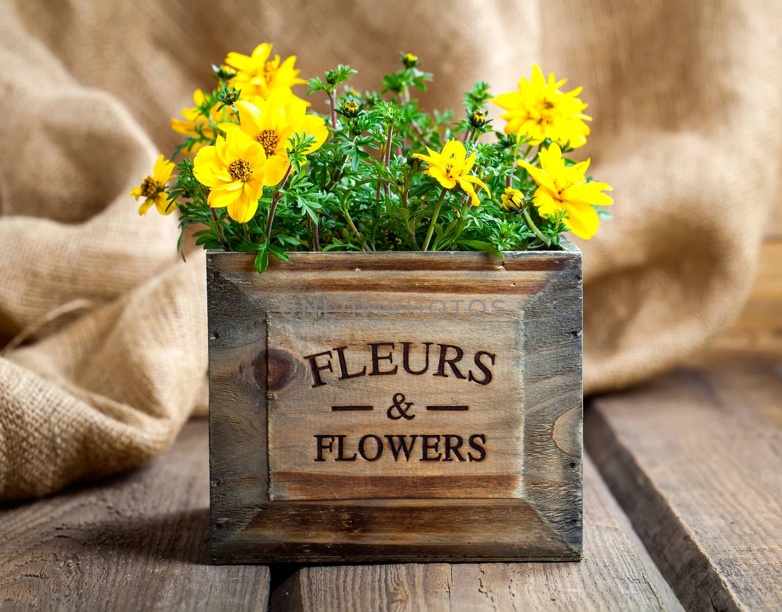 yellow flowers Goldmarie or Bidens ferulifolia or Bidens Goldilo by motorolka